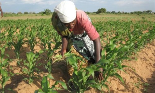 Le gouvernement pense la mécanisation de l’agriculture