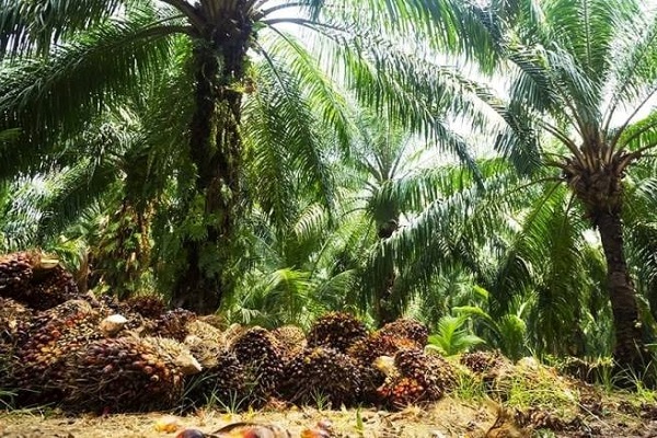 Agriculture : le Gabon veut relancer l’exploitation de la palmeraie de Moabi avec des partenaires anglais