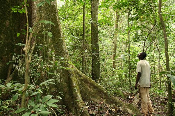 Le Gabon, deuxième pays le plus boisé de la planète, selon World Economic Forum