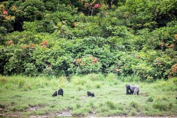 Le Gabon institue un organisme pour la gestion technique des enjeux climatiques