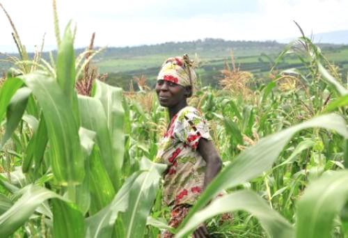 Le gouvernement supprime 3 organismes agricoles au profit de la Commission nationale de la FAO