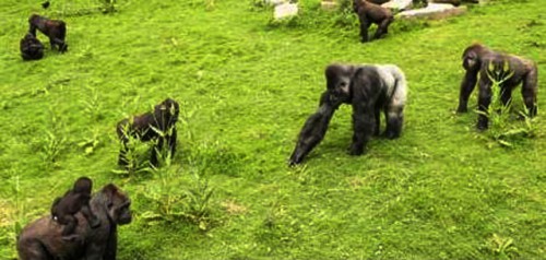 Le parc national des plateaux Bateke a son comité de gestion locale