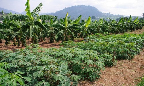 L’accès au foncier constitue l&#039;une des principales contraintes au développement de l’agriculture gabonaise