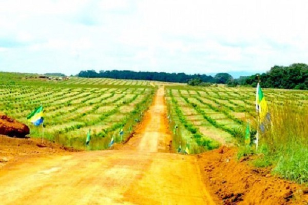 Agriculture : 250 000 hectares de terres aménagées au Gabon pour des investisseurs agricoles