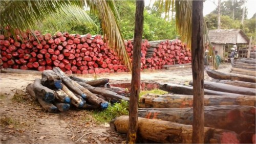 La Chine, friande de bois de rose, se tourne vers le Ghana et l&#039;Afrique centrale