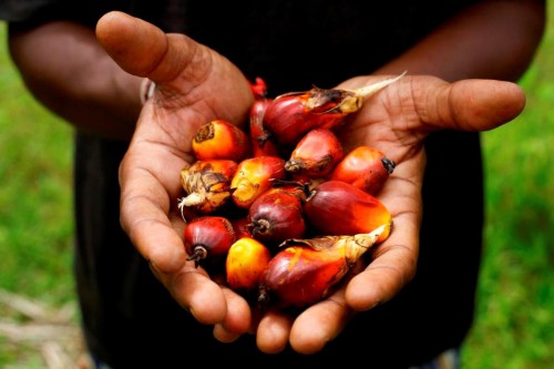 La Malaisie voudrait s’inspirer du modèle d’exploitation du palmier durable du Gabon