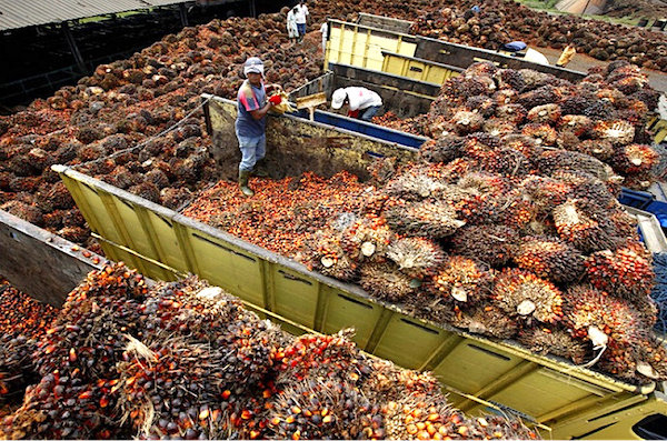 Gabon : malgré la crise sanitaire, le secteur agro-industriel devrait consolider ses belles performances