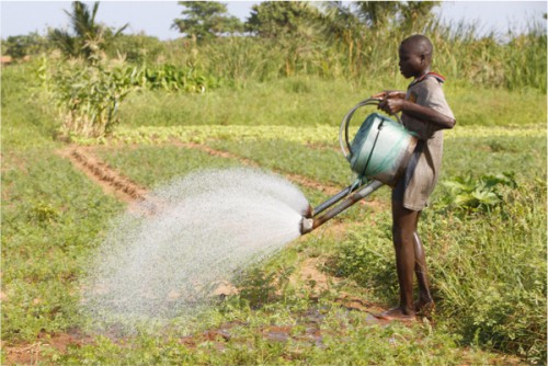 Le gouvernement gabonais lance un concept d’éducation agricole innovant