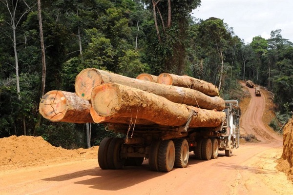 La production des grumes recule de 37 % au 4e trimestre 2022 en raison de la hausse des coûts d’exploitation