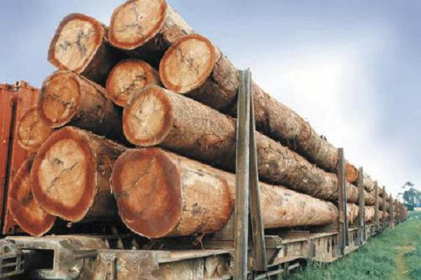 Bois : À l’export, le prix des grumes augmente plus que celui des sciages au premier trimestre 2023
