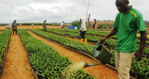 L’intégration des jeunes dans les chaînes de valeur agricoles en Afrique centrale est au cœur des travaux d’un atelier à Libreville