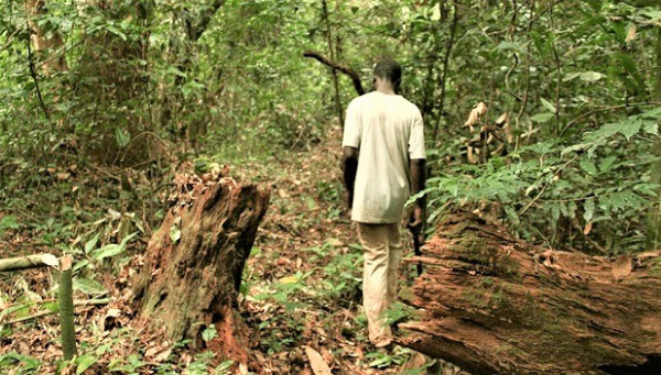 Le FAO sollicite le Gabon pour estimer la déforestation et la dégradation des forêts en Afrique centrale