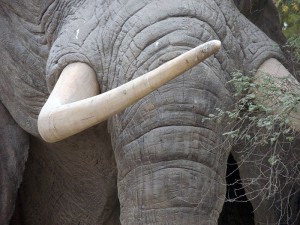 La Grande-Bretagne appuie le Gabon dans la lutte contre le braconnage