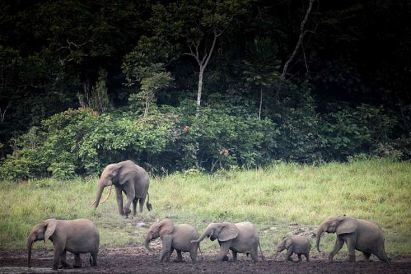 Le Gabon dans le top 8 mondial des pays offrant le meilleur modèle de destination écotouristique