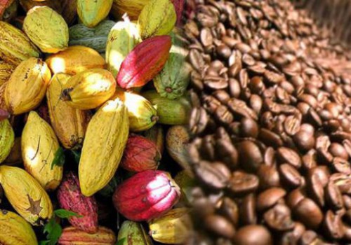 La Caistab lance un fonds pour l’achat de toutes les productions de café et de cacao