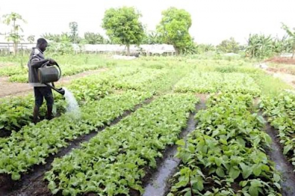 Le Gabon lance une campagne d’immatriculation des agriculteurs sur le territoire national