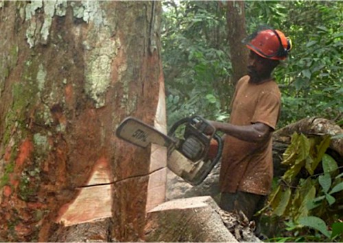 Des investisseurs vietnamiens intéressés par l’exploitation forestière et l’exportation de riz au Gabon