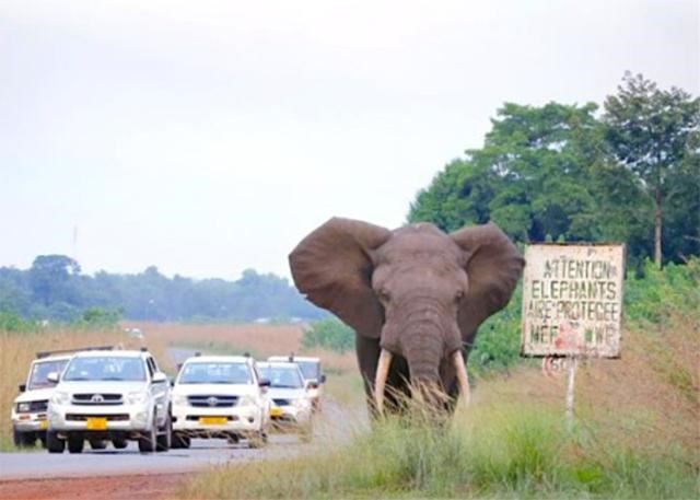 Des assises nationales pour améliorer la gestion des conflits homme-éléphant au Gabon