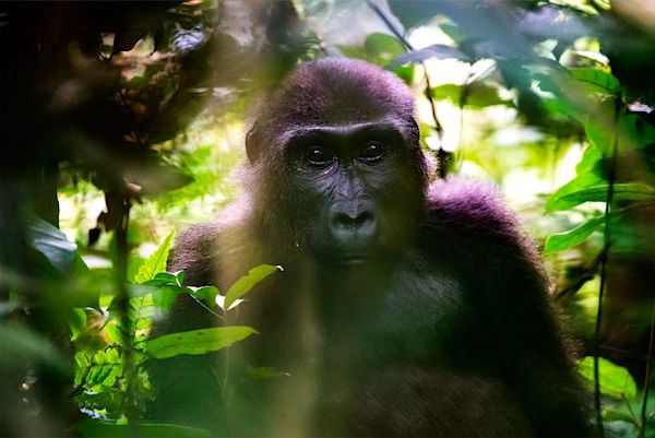 Le Gabon essaie de relancer le secteur touristique malgré la pandémie du coronavirus