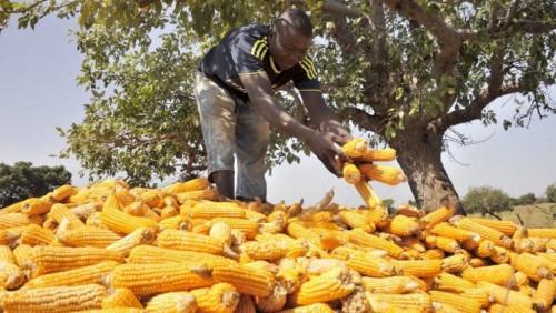 Zone CEMAC : en dépit d’une hausse des prix des produits énergétiques, les produits de base affichent un net recul dans l’ensemble