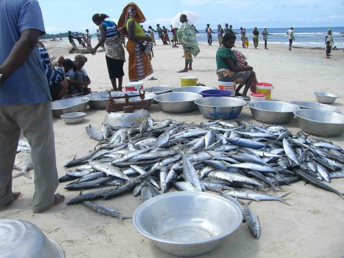 Le Gabon initie des réformes pour tirer meilleur profit de son potentiel halieutique