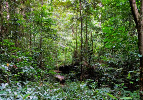 L’Agence nationale des parcs dénonce l’installation anarchique dans l’Arboretum Raponda Walker