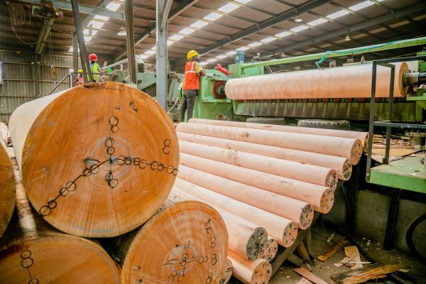 Industrie du bois : une croissance robuste au 1er trimestre portée par la transformation et la demande en Chine