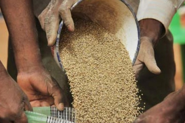 Pour une meilleure production, le Gabon adopte une politique semencière agricole