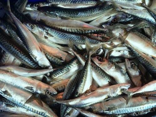 Le Gabon s’engage pour une meilleure évaluation de ses stocks halieutiques et pêcheries