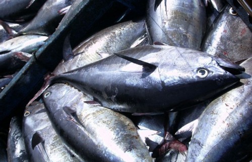 Le Gabon veut résorber son déficit en produits halieutiques estimé à 40 % de la demande nationale