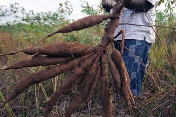 Le Gabon va outiller les petits agriculteurs à la lutte contre les maladies virales du manioc