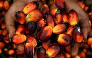 Le secteur agricole jouera un rôle clé dans la croissance du Gabon au cours des prochaines années