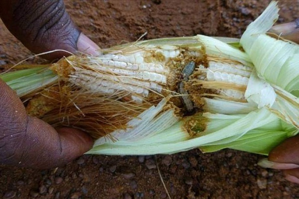 Le Gabon s’arme contre la chenille légionnaire d’automne, un danger pour l’agriculture