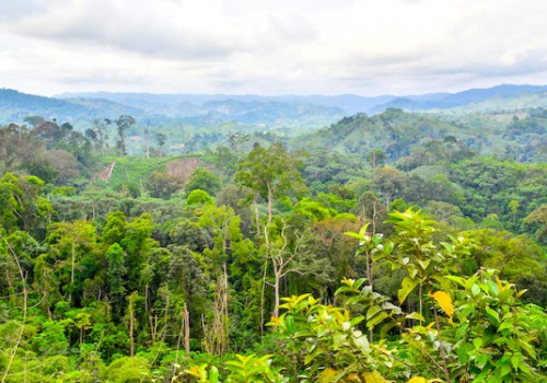 Les experts de la Commission des forêts d’Afrique centrale évaluent l’accord de la COP 21