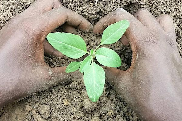 En quête d’une autosuffisance alimentaire, le Gabon met à disposition des exploitants agricoles 8600 parcelles sécurisées