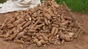 Grâce au programme Graine, le Gabon a produit 5 000 tonnes de manioc depuis 2014
