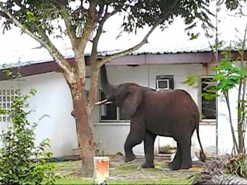 La protection des éléphants au cœur de la politique environnementale de Shell Gabon