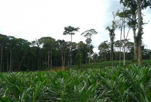 Olam répond aux critiques concernant son implication supposée dans la déforestation au Gabon