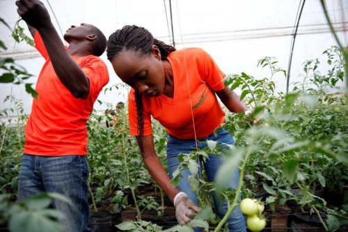 Afrique centrale : la BAD, la CEEAC et la FAO promeuvent l&#039;employabilité des jeunes dans les chaines de valeur agricoles 