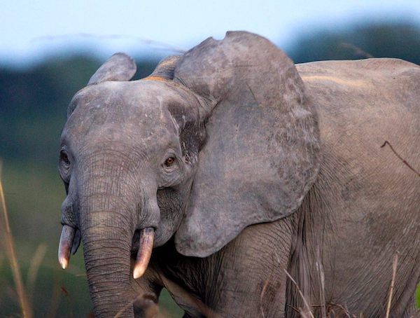 Des éléphants meurent de faim dans le parc de la Lopé au Gabon à cause du changement climatique